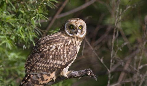 日本高溫致動物園貓頭鷹“癱”成網紅，萌態引發網友熱議